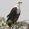 chobe-okt-04-white-headed-fish-eagle