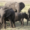 elefanter-chobe-2-homepage