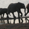 elefanter-chobe-homepage