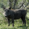 warthog-thula-thula-okt-07