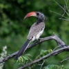 fugl-namibia-jan-09
