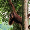 orangutan-bukit-lawang-14-jun-10-d